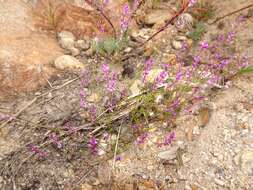 Image of tropical milkwort