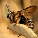 Image de Xylocopa lugubris Gerstäcker 1857