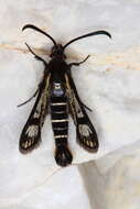 Image of Pyropteron aistleitneri (Spatenka 1992)