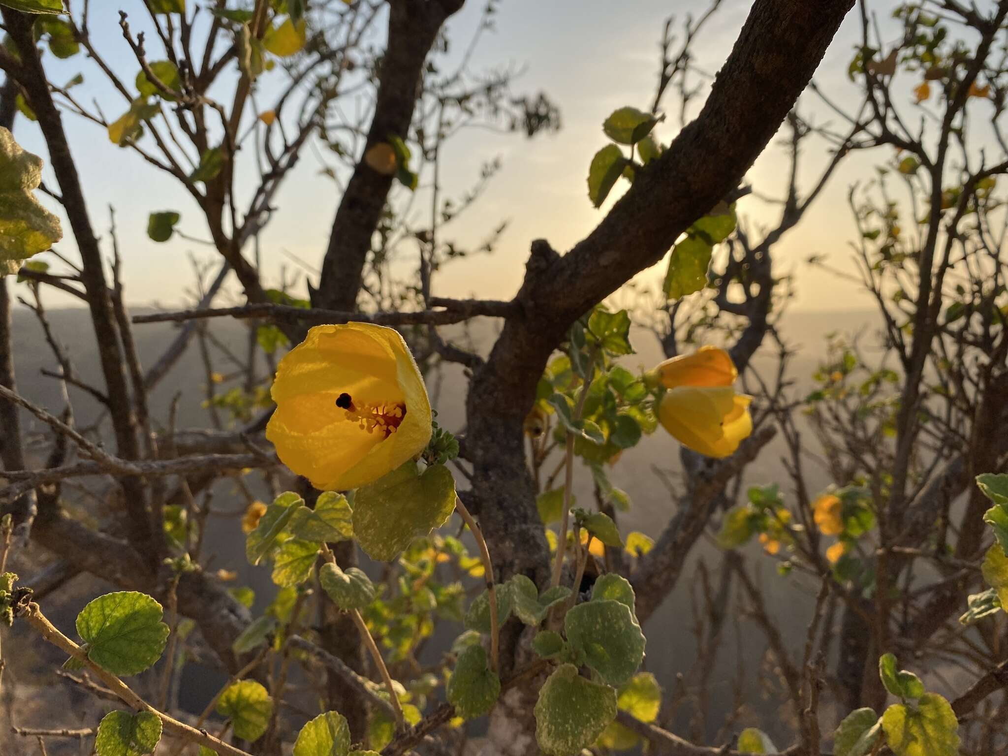 Image of Hibiscus diriffan A. G. Mill.