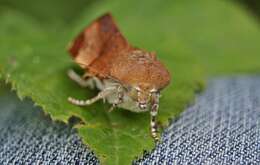 Image of broad-bordered yellow underwing