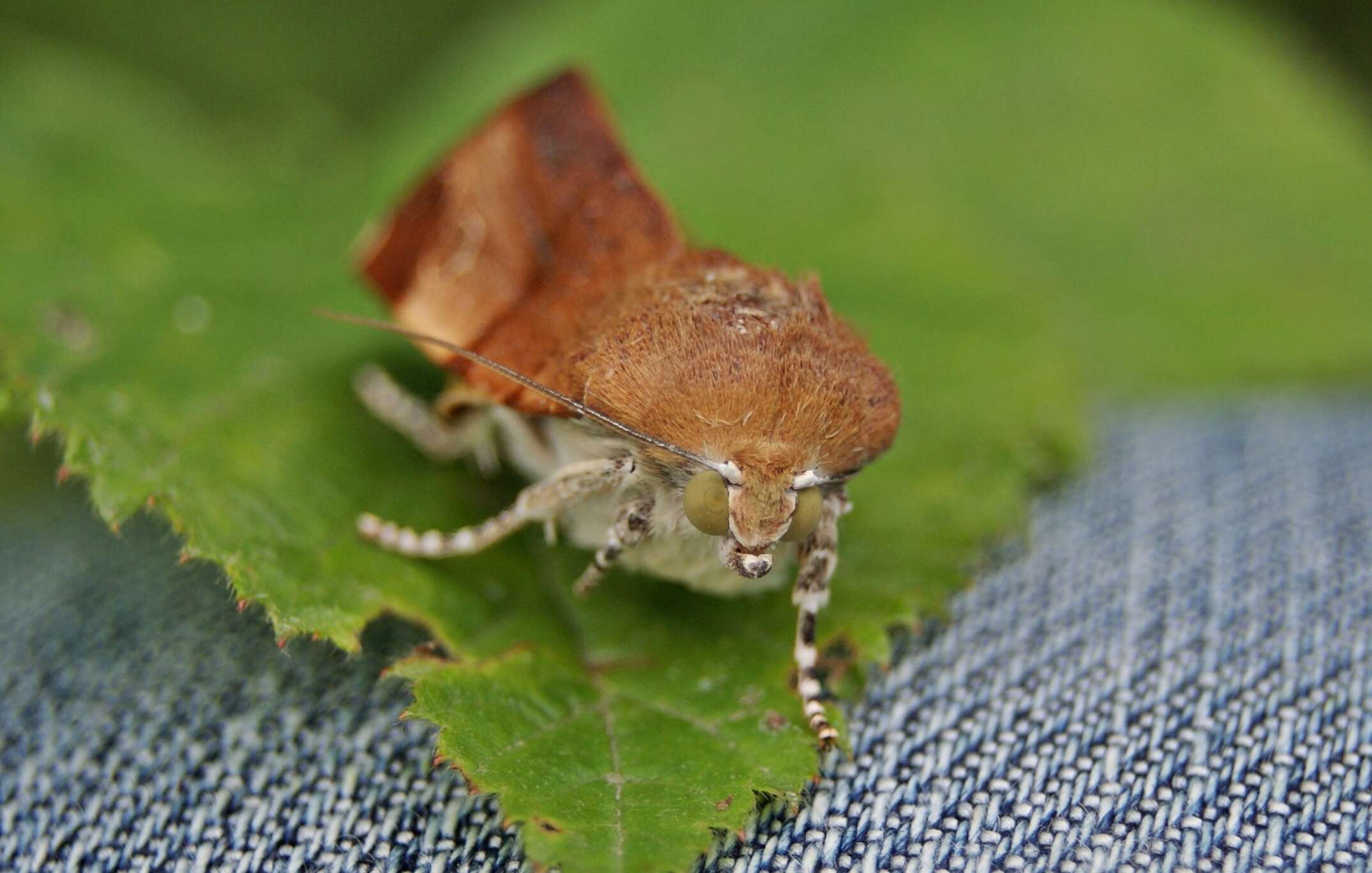 Image of broad-bordered yellow underwing