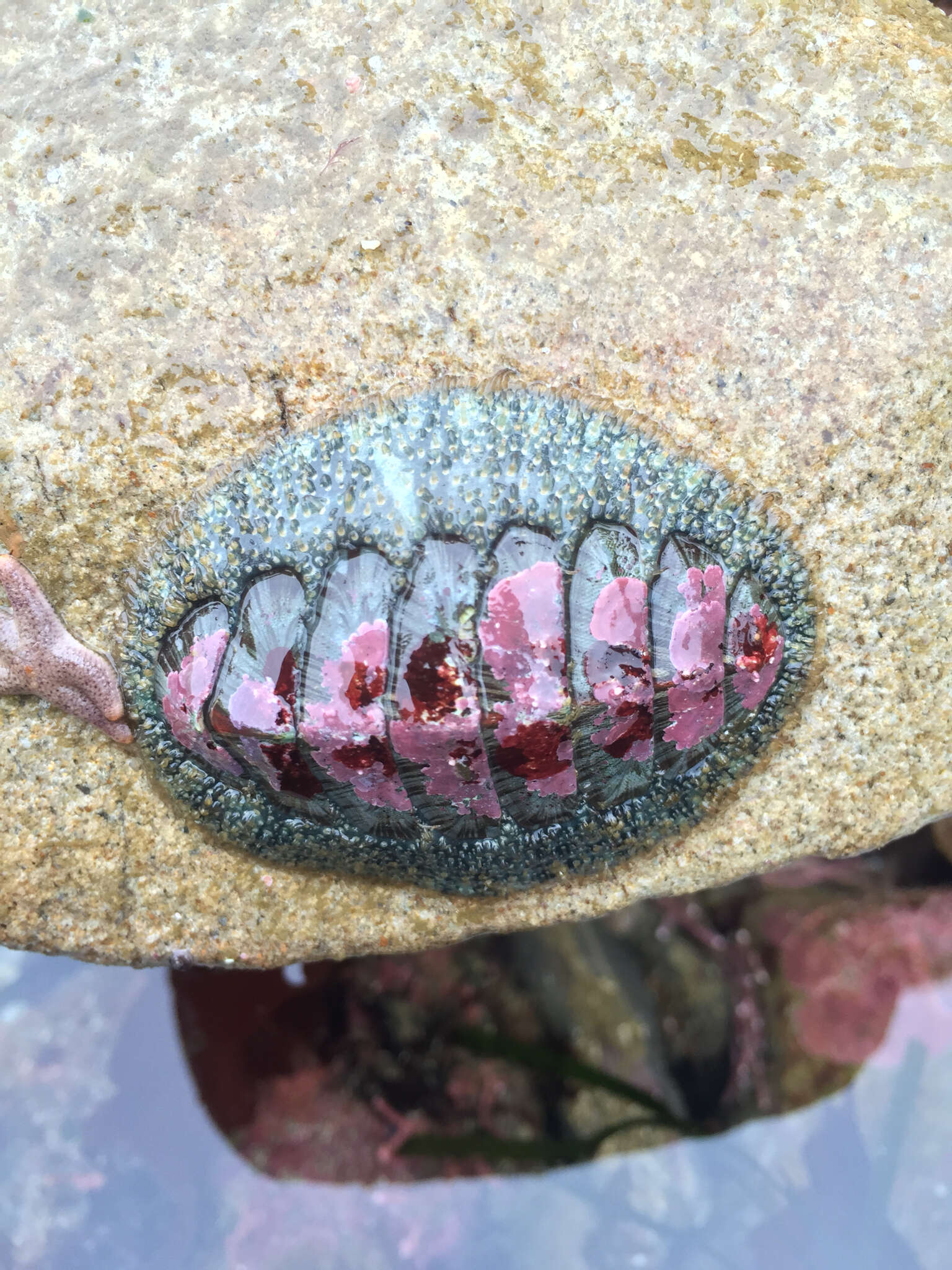 Image of Woody Chiton