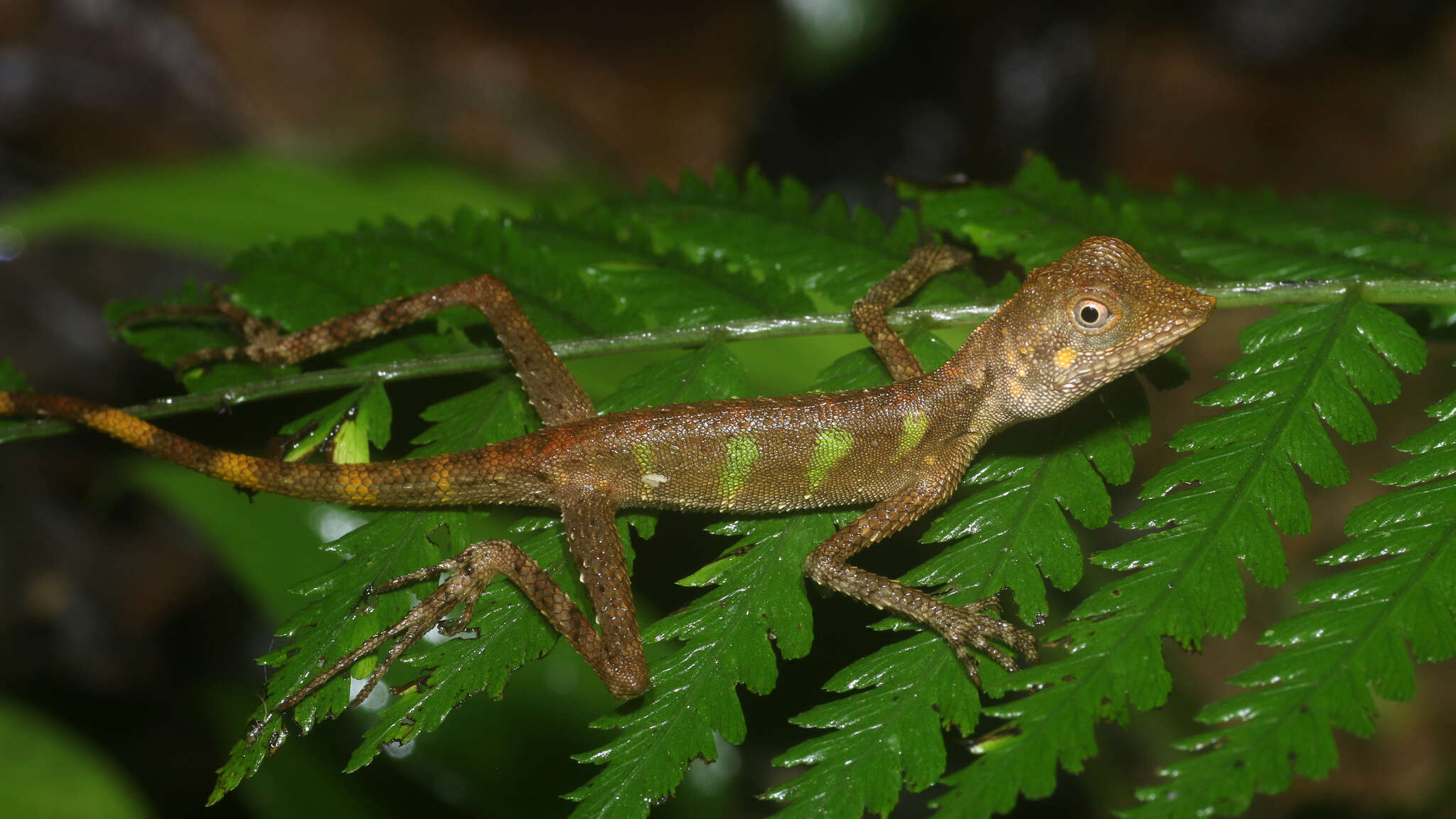 Image of Indonesia Earless Agama