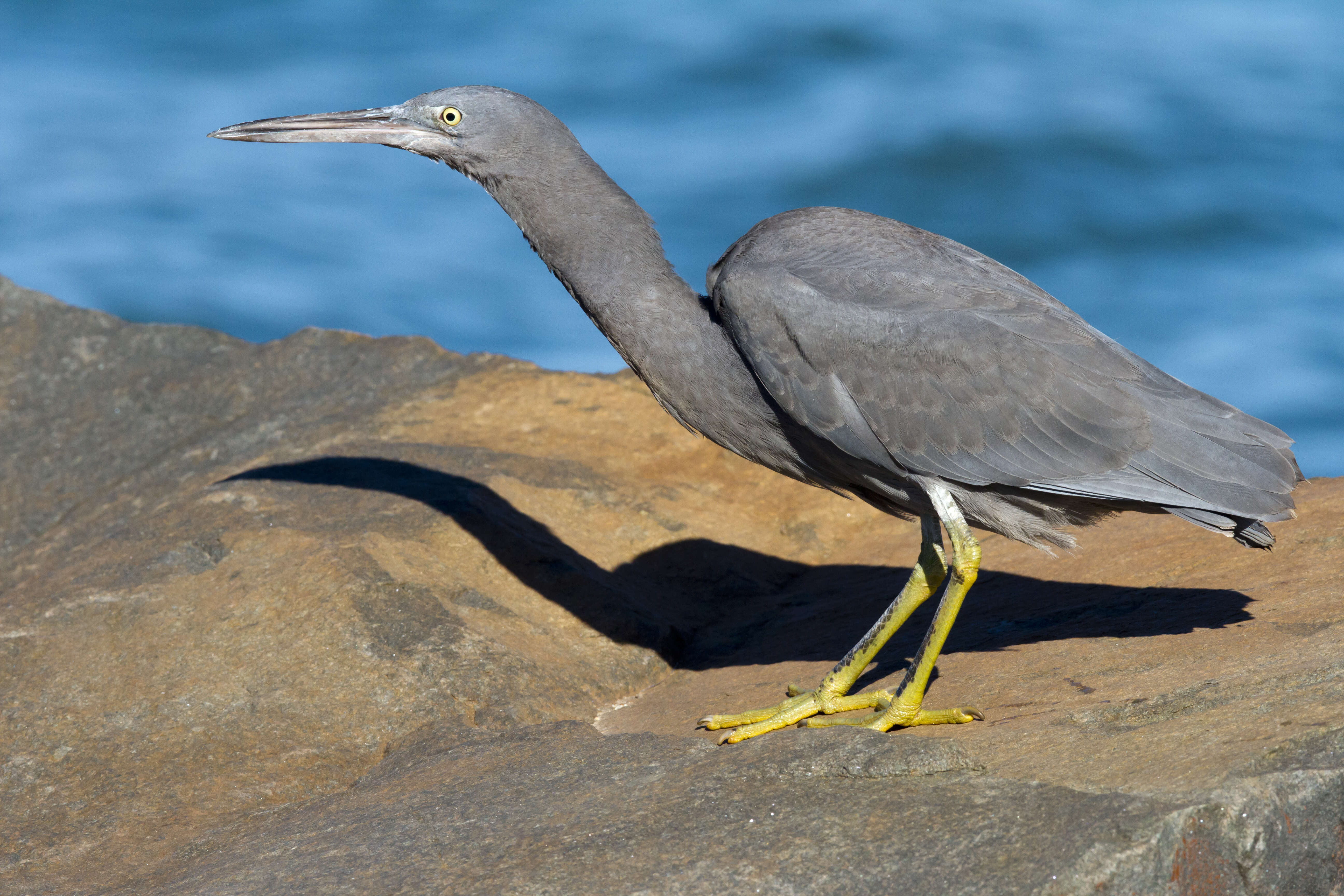 Image of Egretta Forster & T 1817