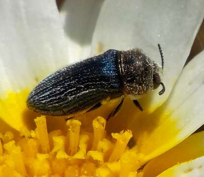 Image of Acmaeoderella villosula (Steven 1830)