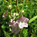 Image of hairy laurel