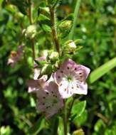 Image of hairy laurel