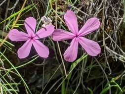 Imagem de Phlox colubrina Wherry & Constance