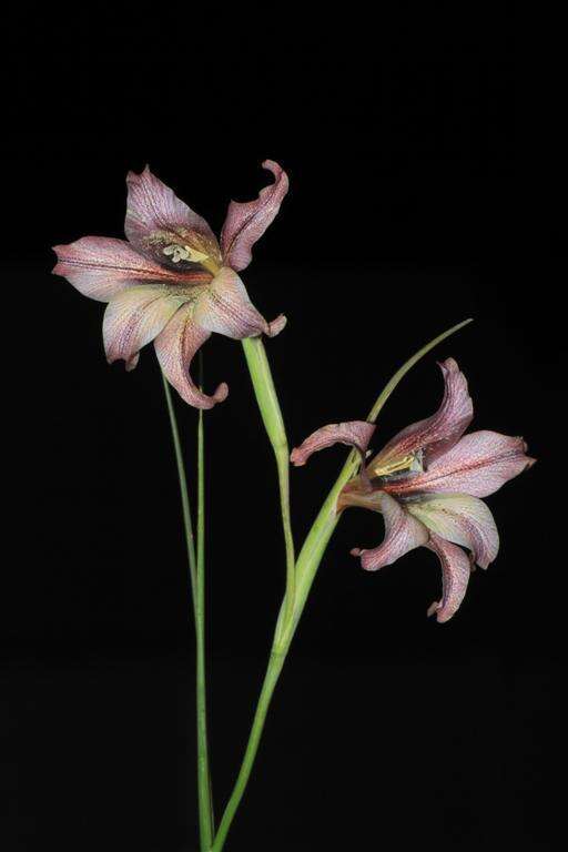 Gladiolus liliaceus Houtt. resmi