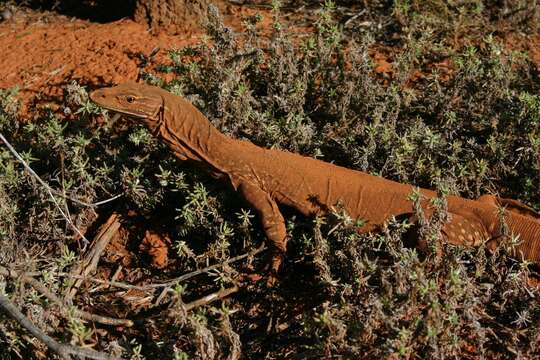 Image of Sand Monitor