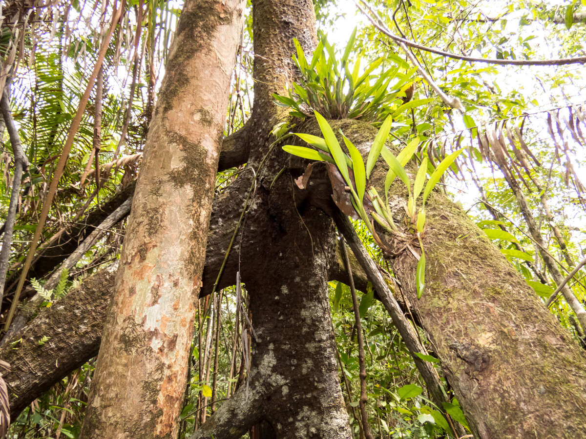 Image of mangrove