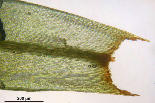 Image of Apple moss