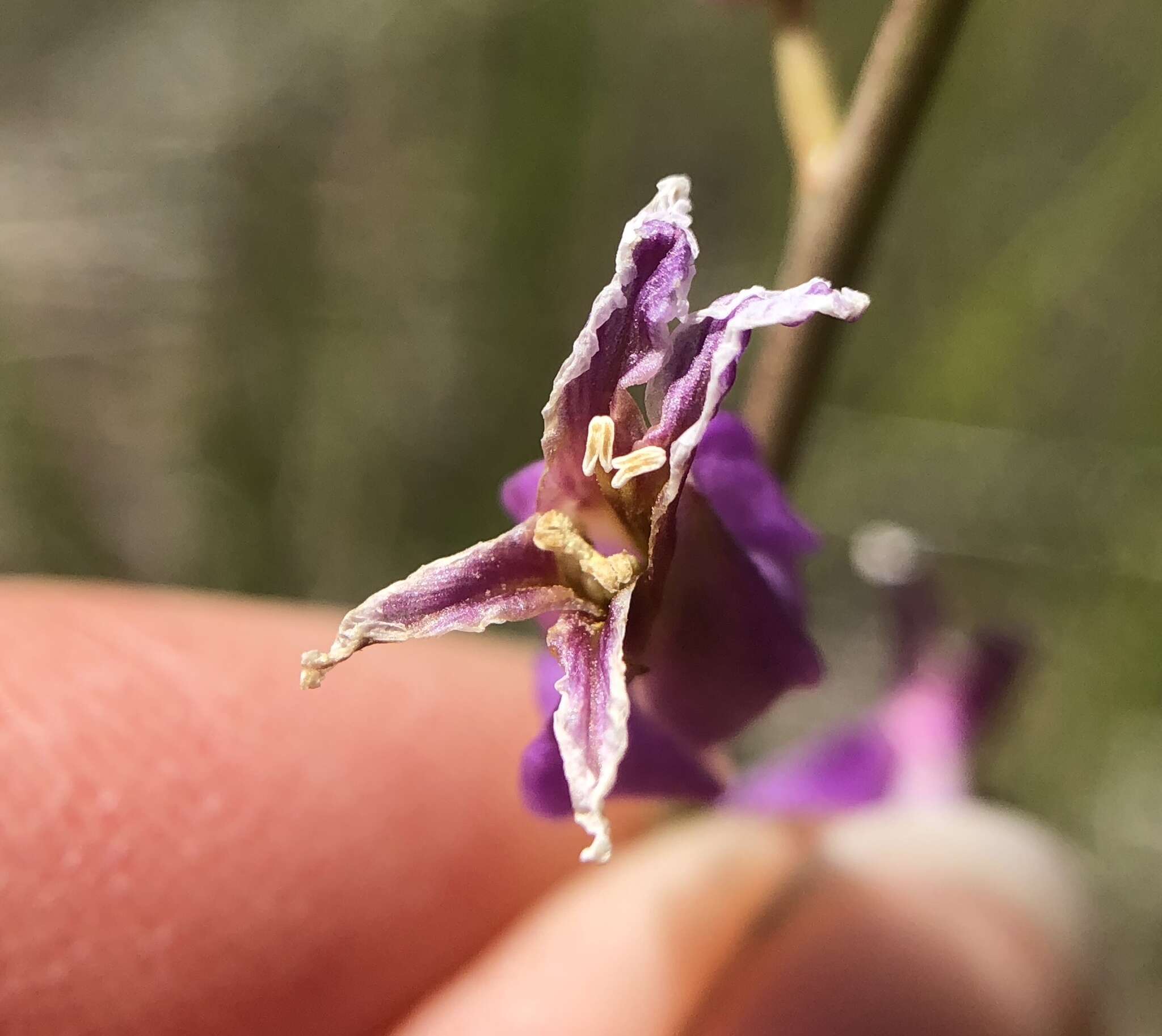 Image of most beautiful jewelflower