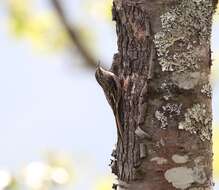 Image of Brown-throated Treecreeper