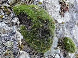 Image of coscinodon moss