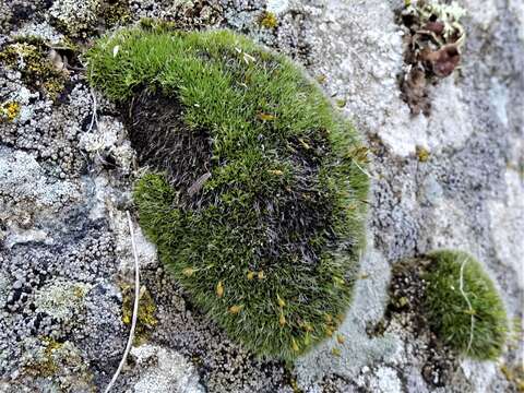 Image of coscinodon moss