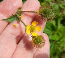 Imagem de Geum macrophyllum Willd.