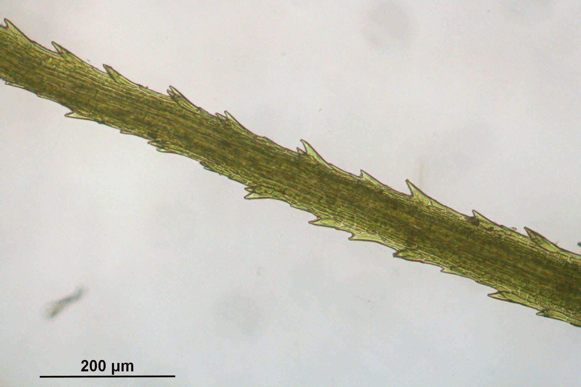 Image of Haller's bartramia moss