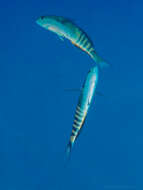 Image of Torpedo wrasse