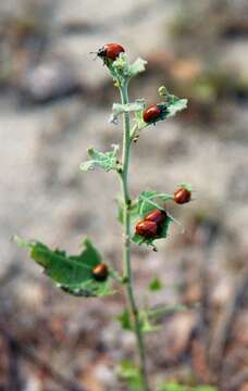 Image of Chrysomela populi