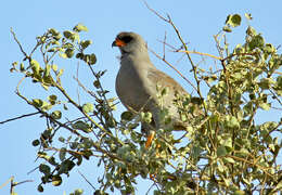 Image of Dark Chanting Goshawk