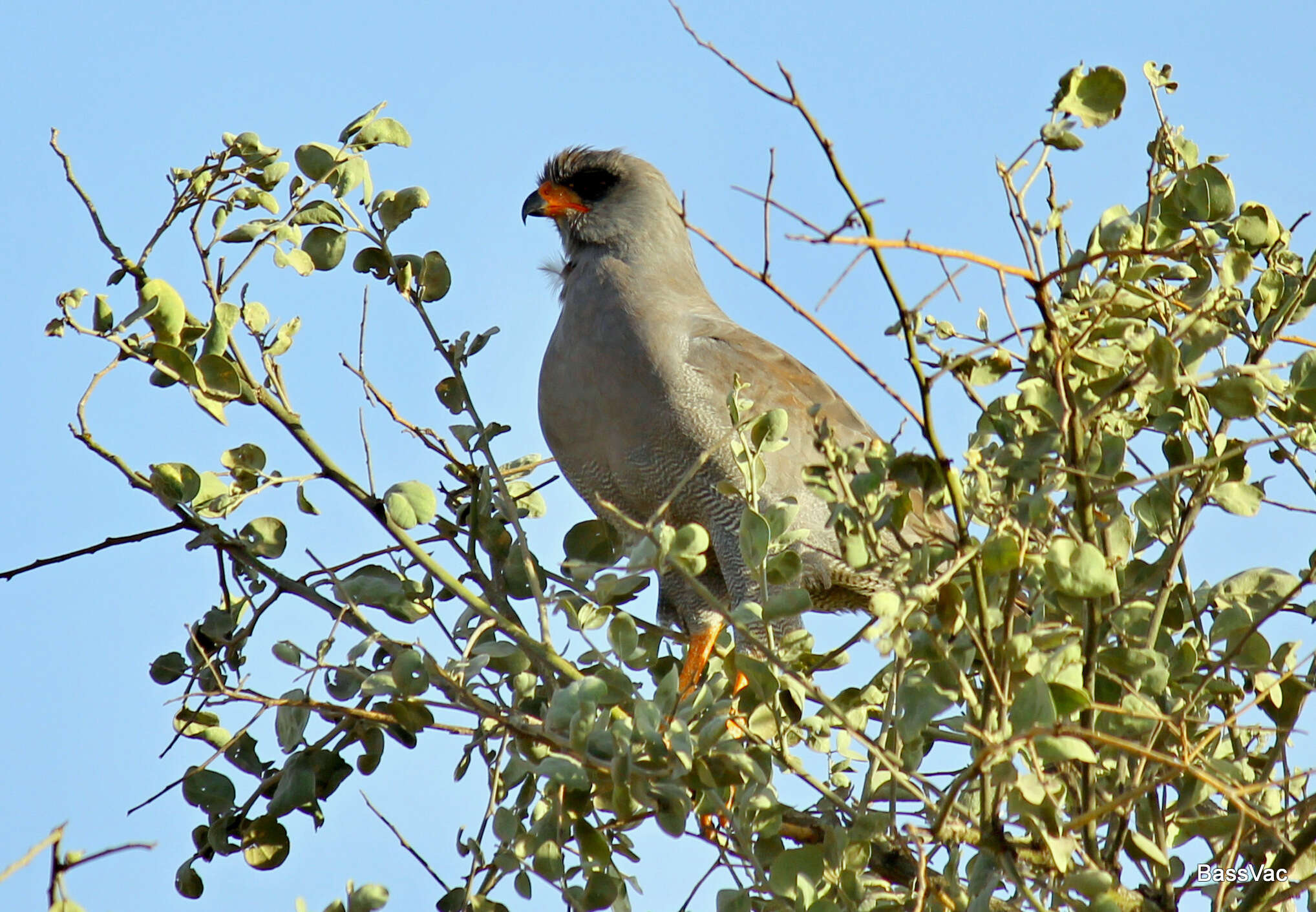 Image of Dark Chanting Goshawk