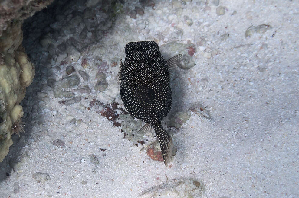 Image of Spotted boxfish