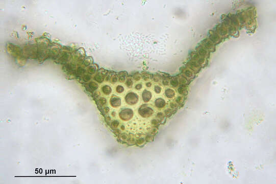 Image of Haller's bartramia moss