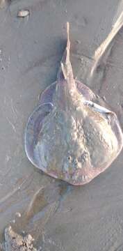 Image of apron ray