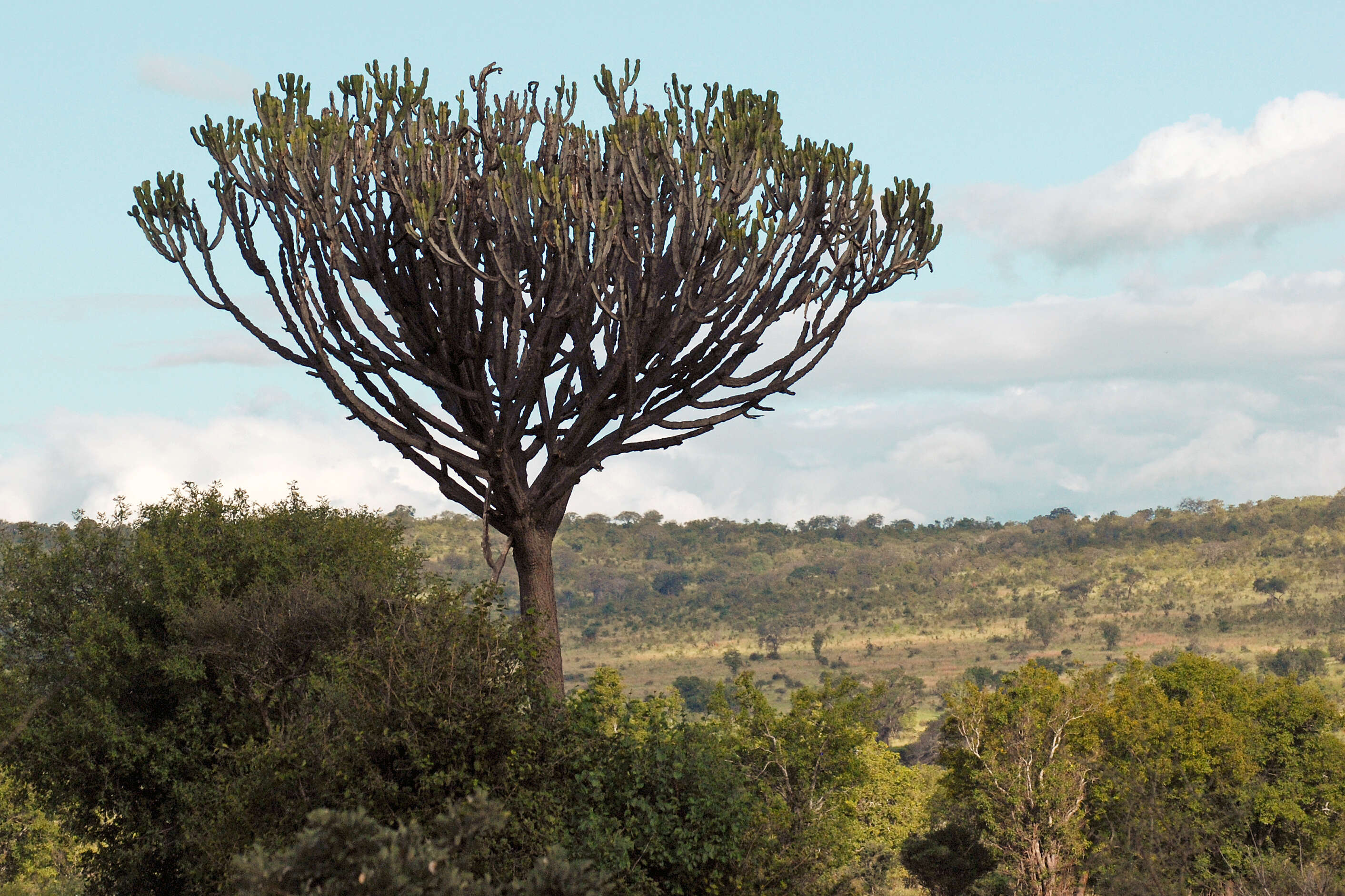 Imagem de Euphorbia ingens E. Mey. ex Boiss.