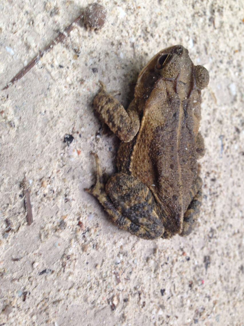 Image of Gulf Coast toad