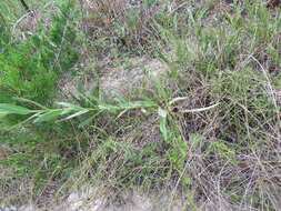 Слика од Solidago rigida subsp. glabrata (Braun) S. B. Heard & J. C. Semple