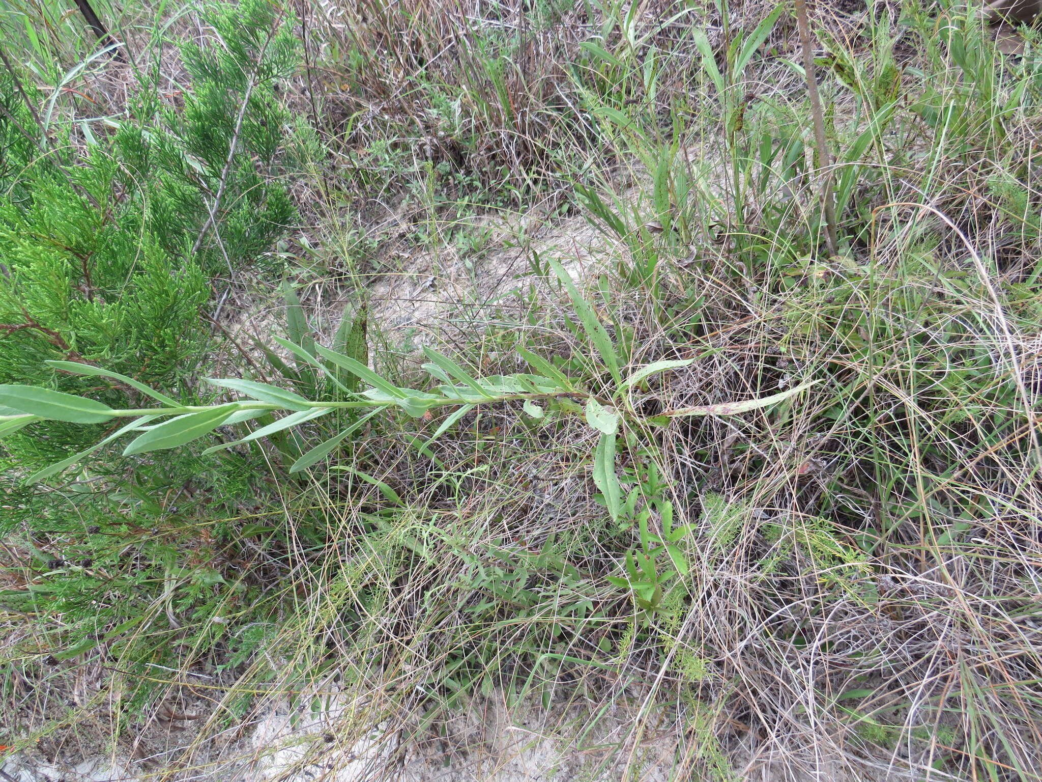 Слика од Solidago rigida subsp. glabrata (Braun) S. B. Heard & J. C. Semple