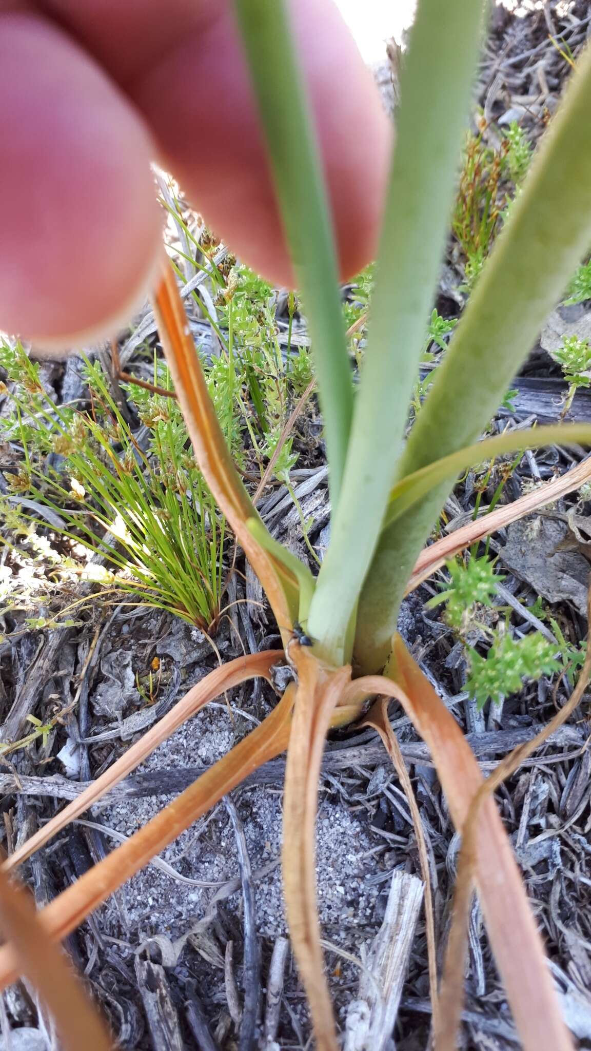 Image of Albuca flaccida Jacq.