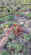 Image of Drosera whittakeri Planch.