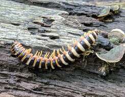 Image de <i>Arthrophaga myriapodina</i>