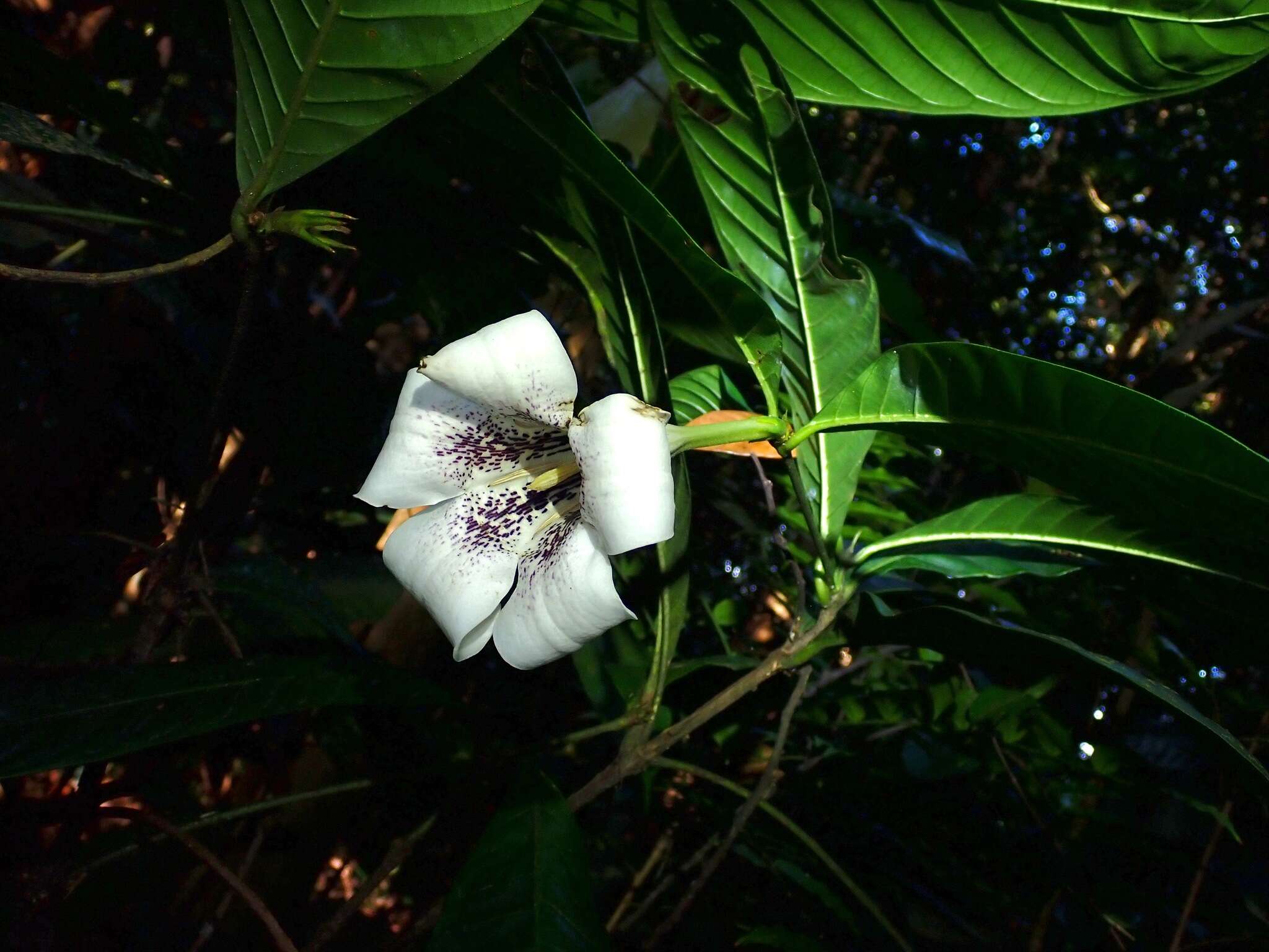 Image of Rothmannia macrophylla (Hook. fil.) Bremek.