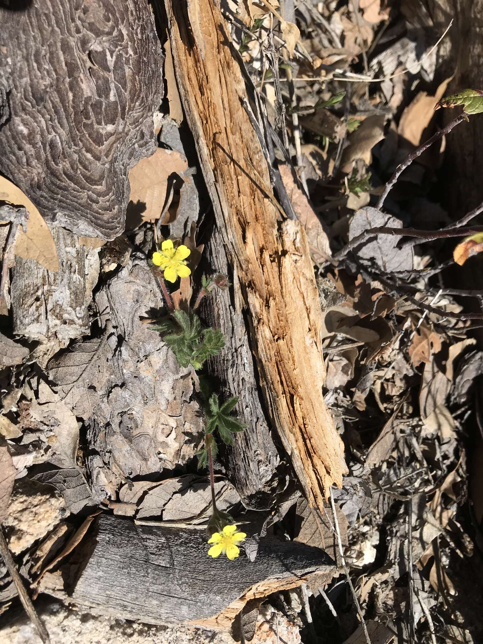 Image of Navajo cinquefoil