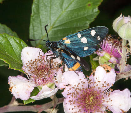 Imagem de Zygaena ephialtes Linnaeus 1767