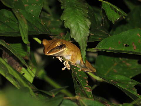 Image of Basin Treefrog