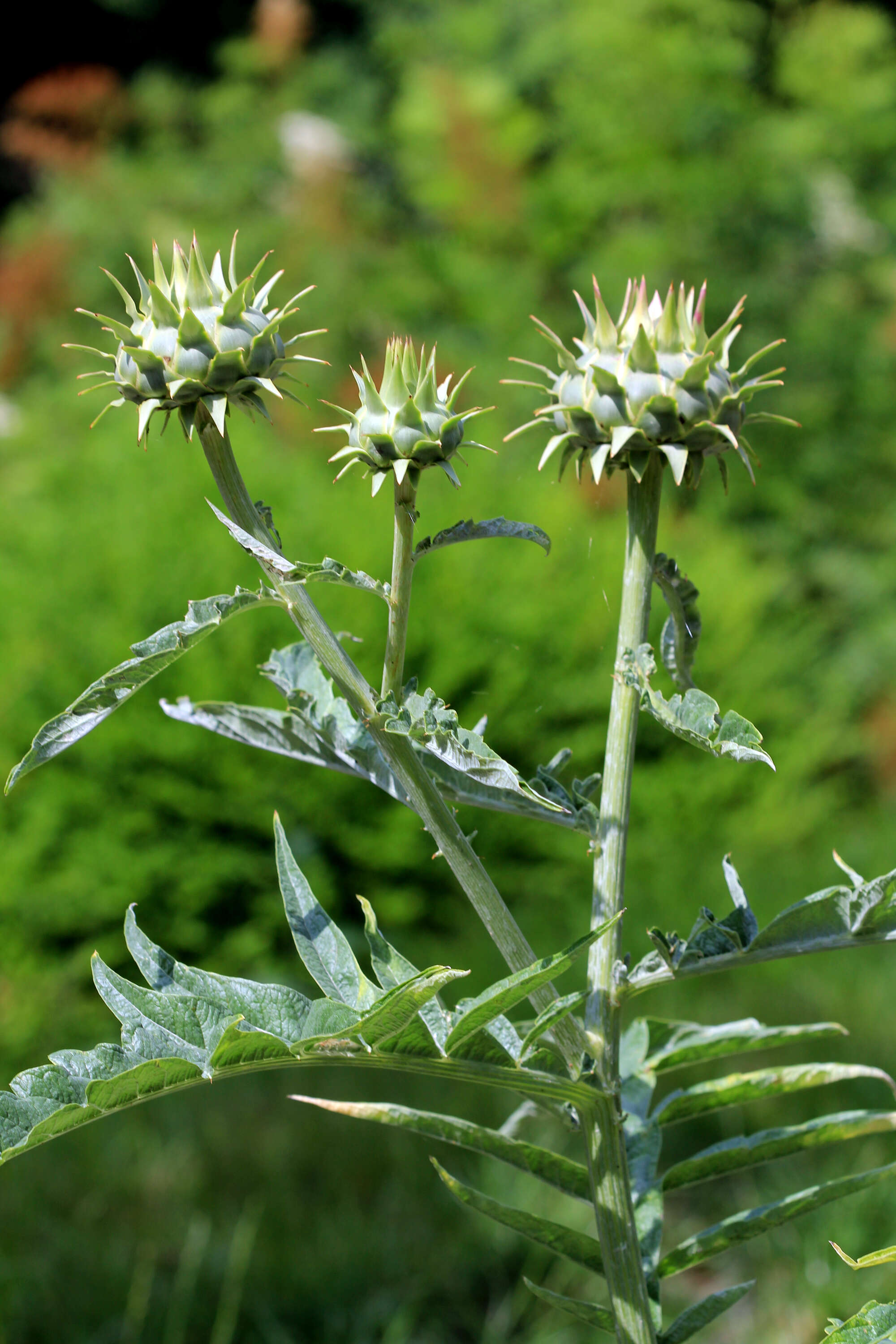 Image of cardoon