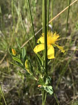 Image of Kalm's St. John's wort