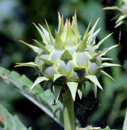 Image of cardoon