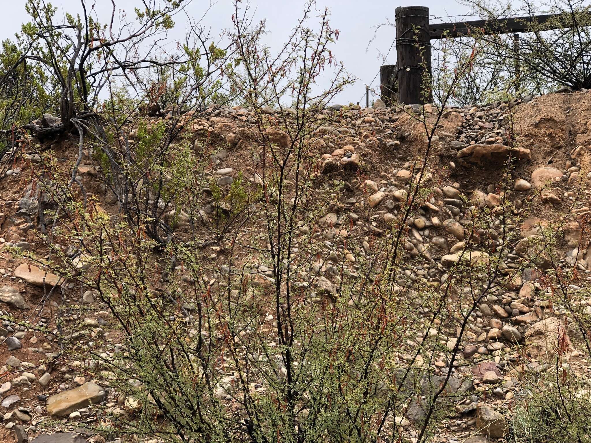 Vachellia vernicosa (Britton & Rose) Seigler & Ebinger resmi