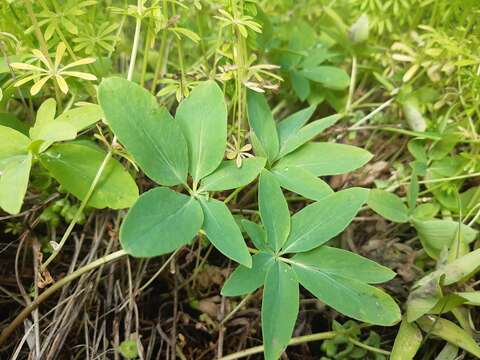 Image of Gymnospermium odessanum (DC.) Takhtadzjan