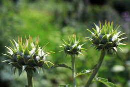 Image of cardoon