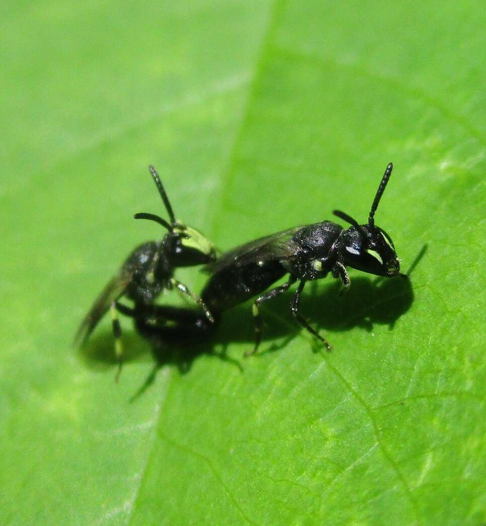 Image of Hylaeus annulatus (Linnaeus 1758)