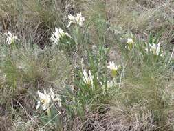 Image of Iris glaucescens Bunge