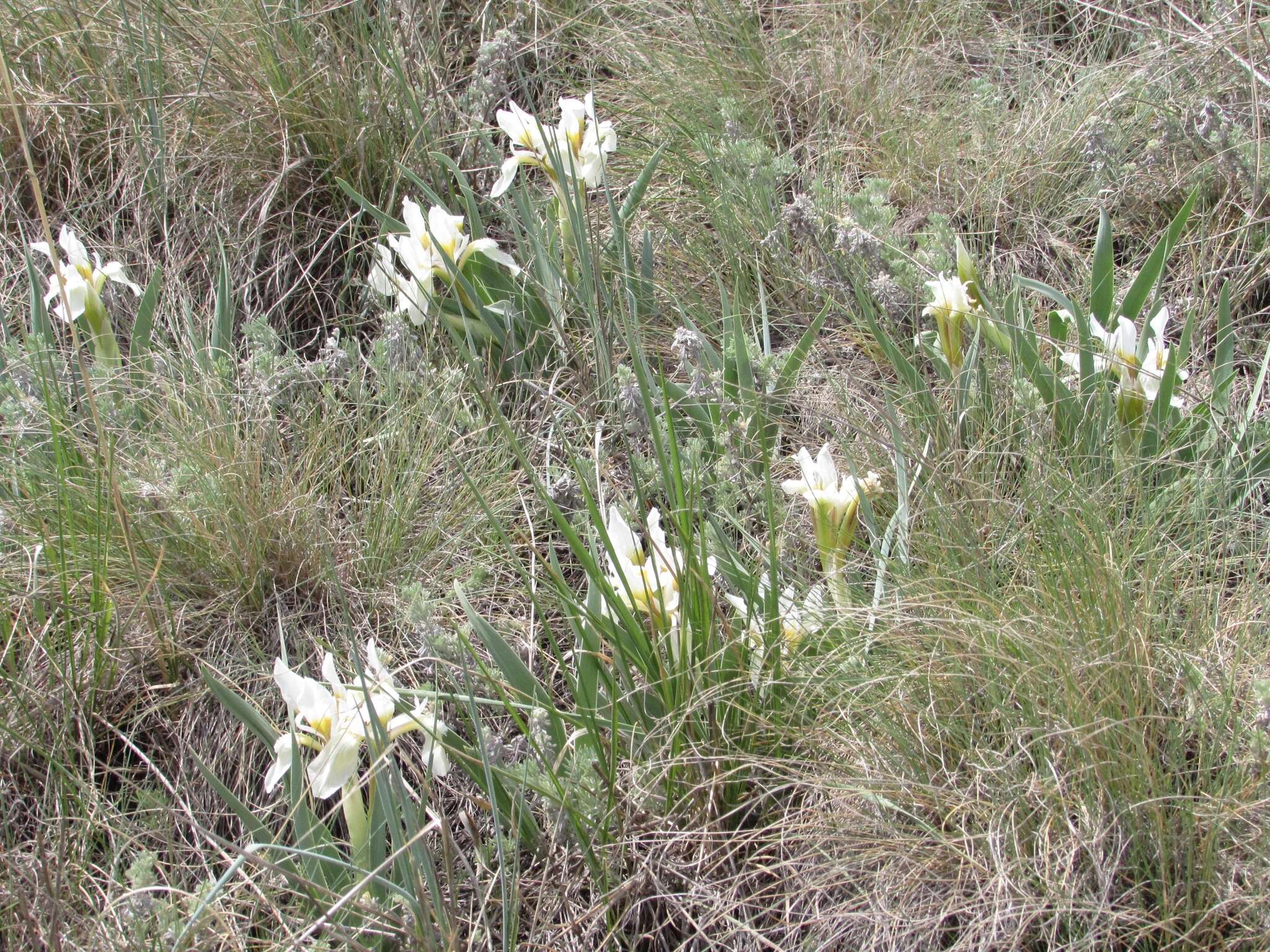 Image of Iris glaucescens Bunge